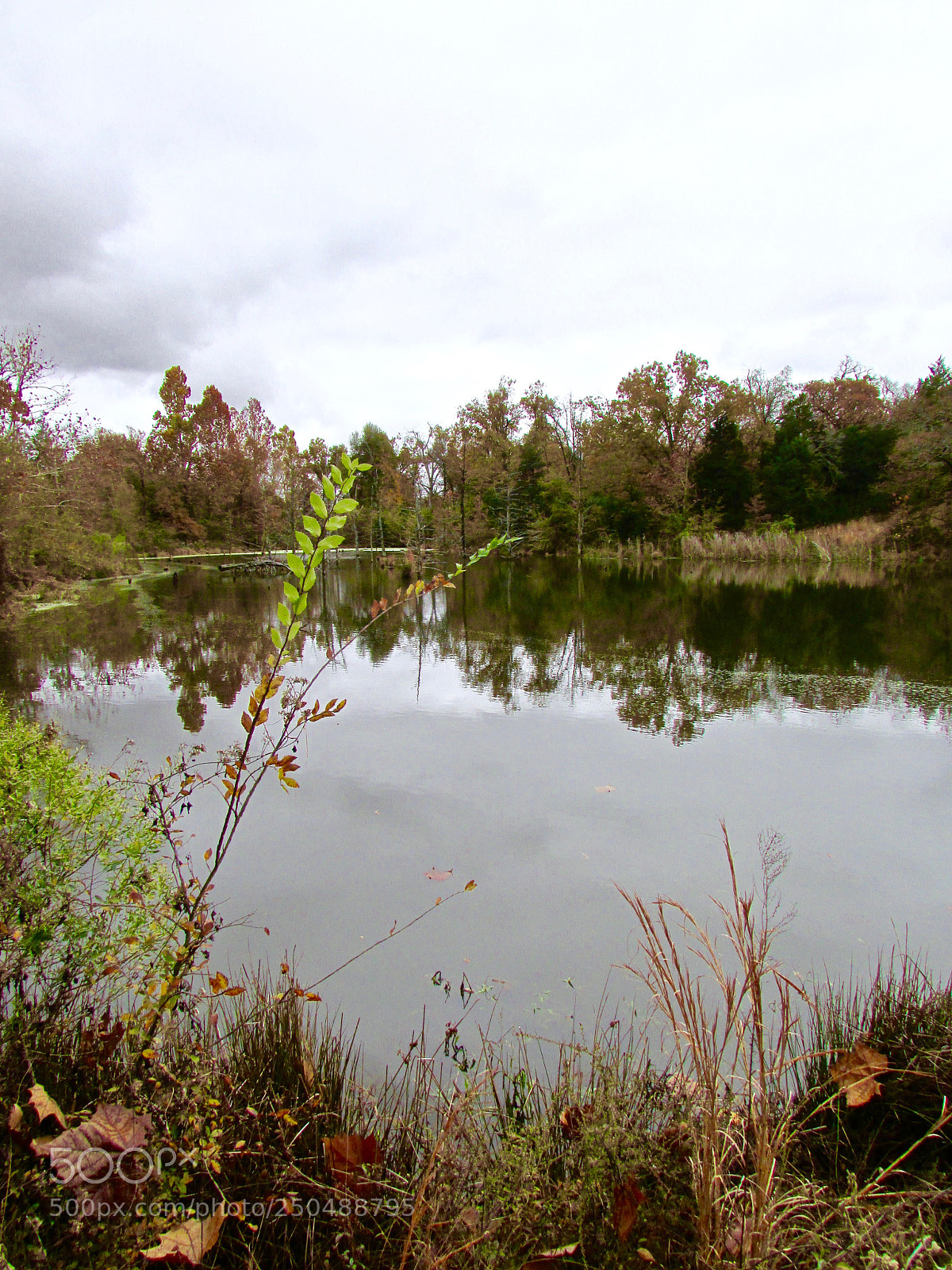 Canon PowerShot SX500 IS sample photo. Direct, texas photography