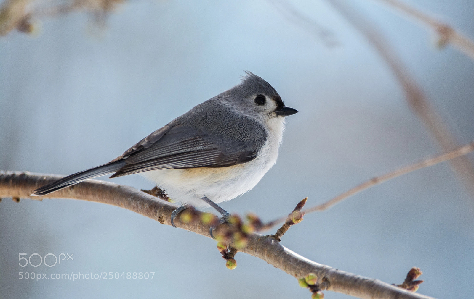 Nikon D5200 sample photo. Tufted titmouse perched on photography
