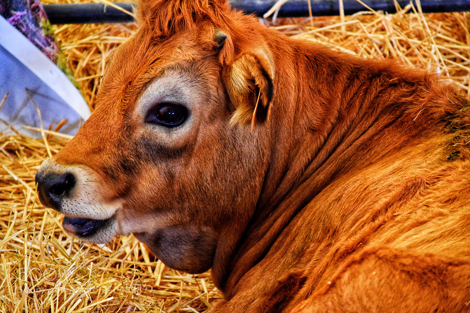 Nikon D5300 sample photo. Retrato de una vaca. photography