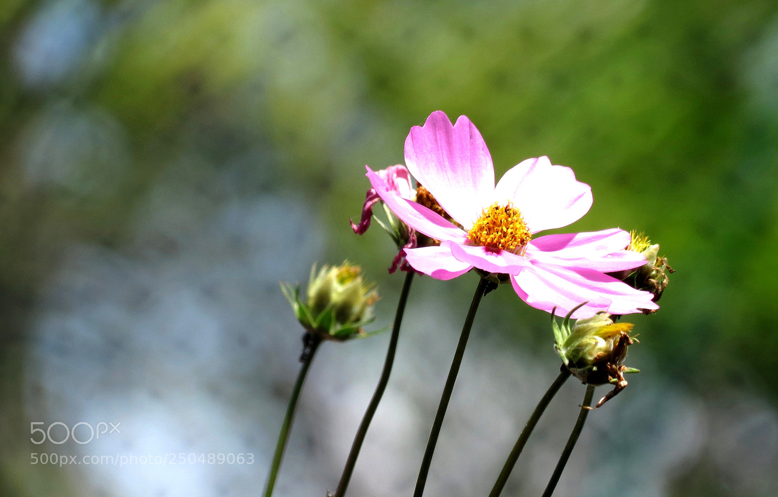 Canon PowerShot SX40 HS sample photo. Img photography