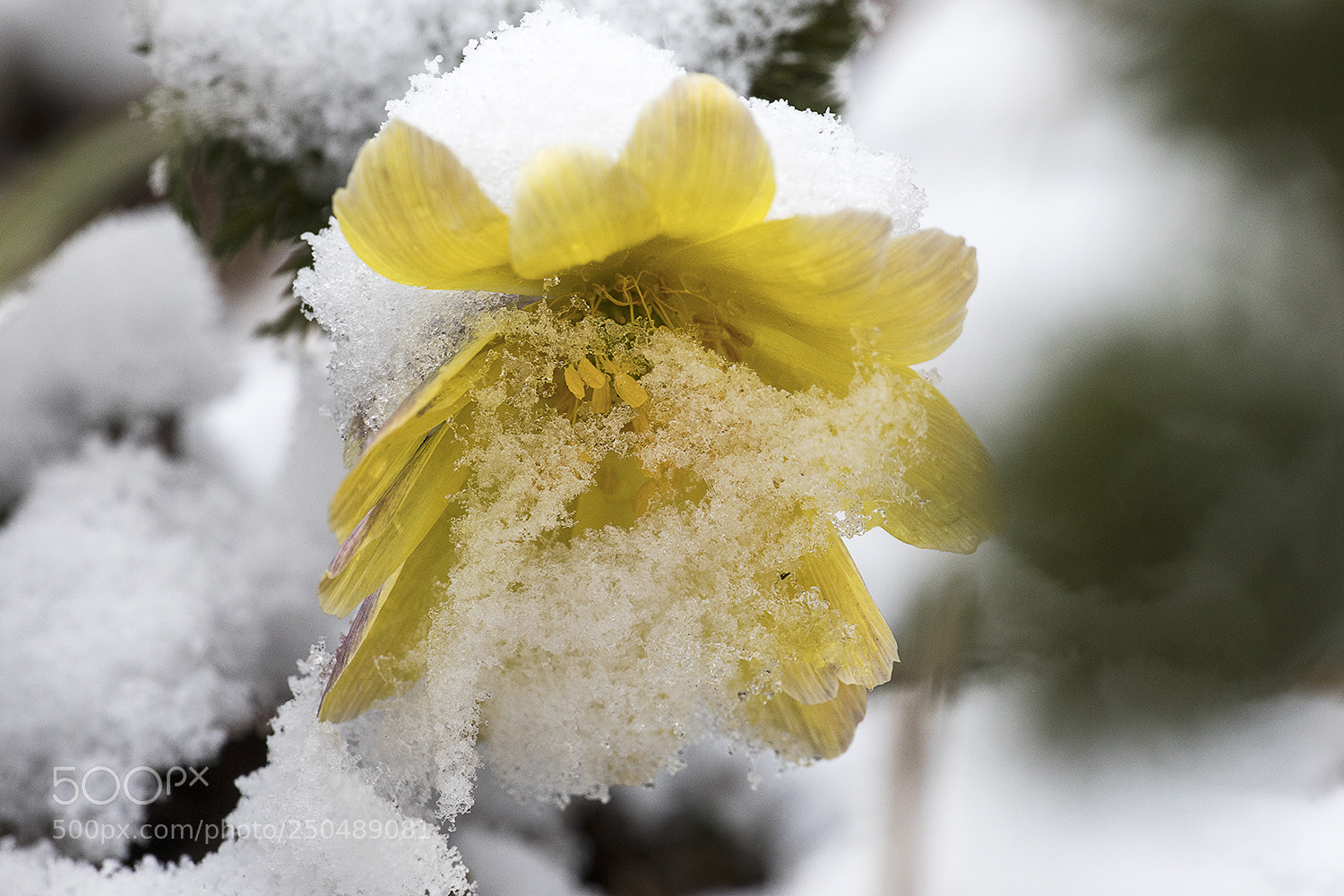 Canon EOS 5D Mark IV sample photo. 대한민국 설중복수초 photography