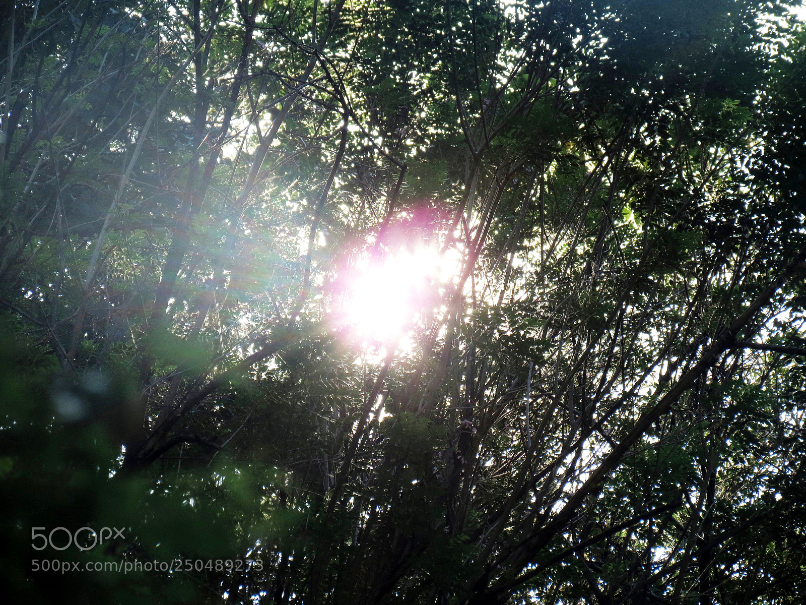 Canon PowerShot SX40 HS sample photo. Img photography