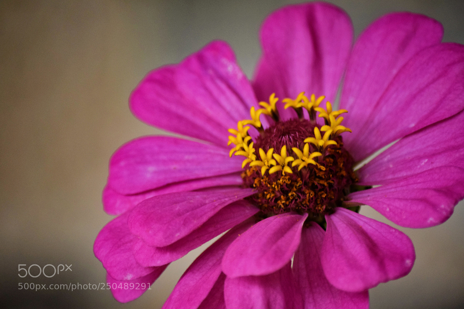 Nikon D5300 sample photo. Primavera rosa photography