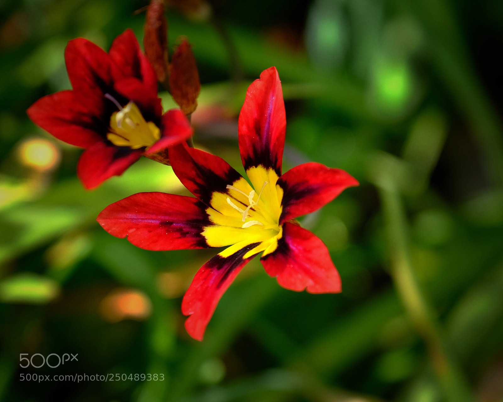 Fujifilm X-T20 sample photo. Vivid in the shade photography