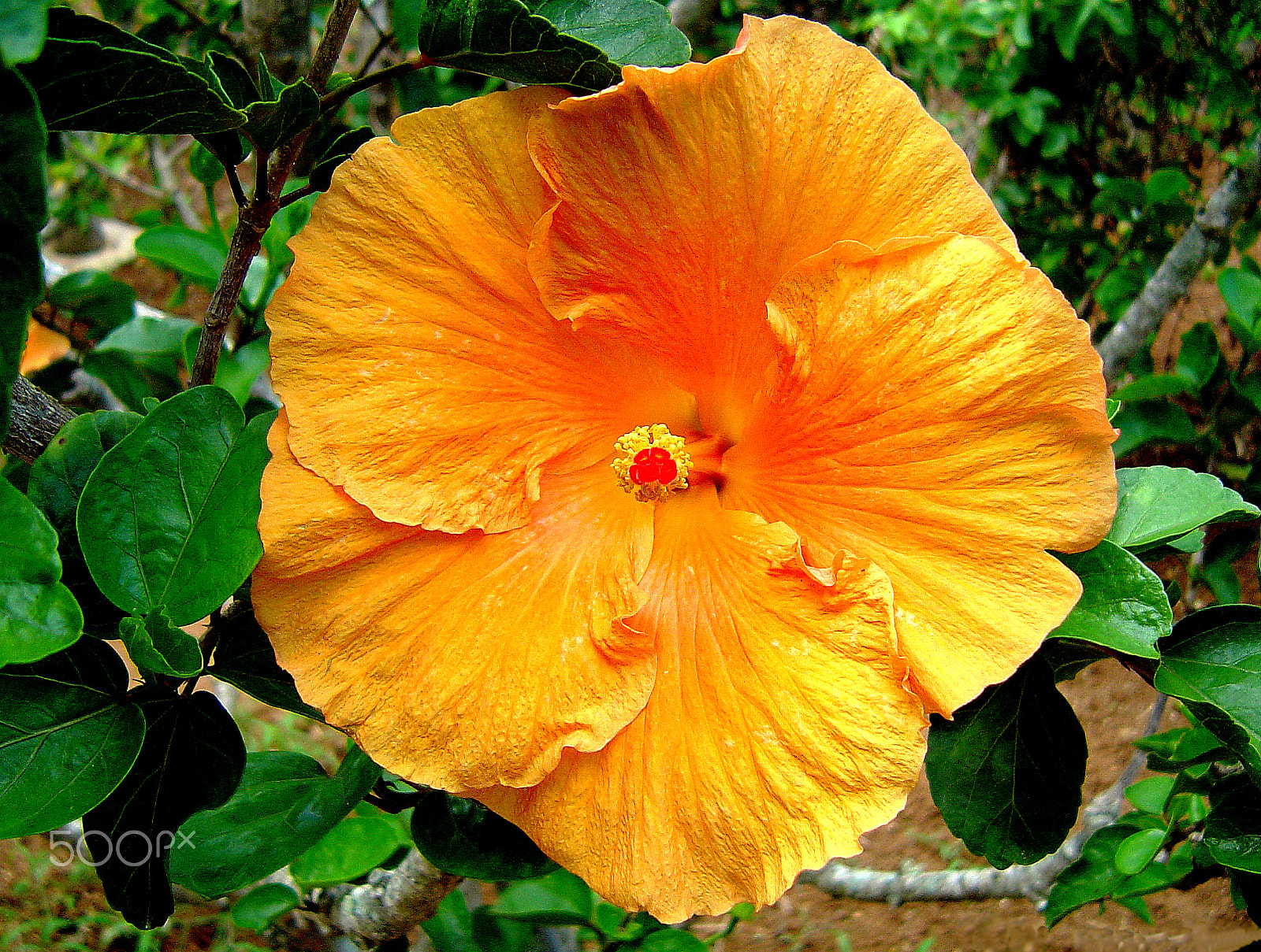 Sony DSC-P92 sample photo. Bermuda hibiscus photography