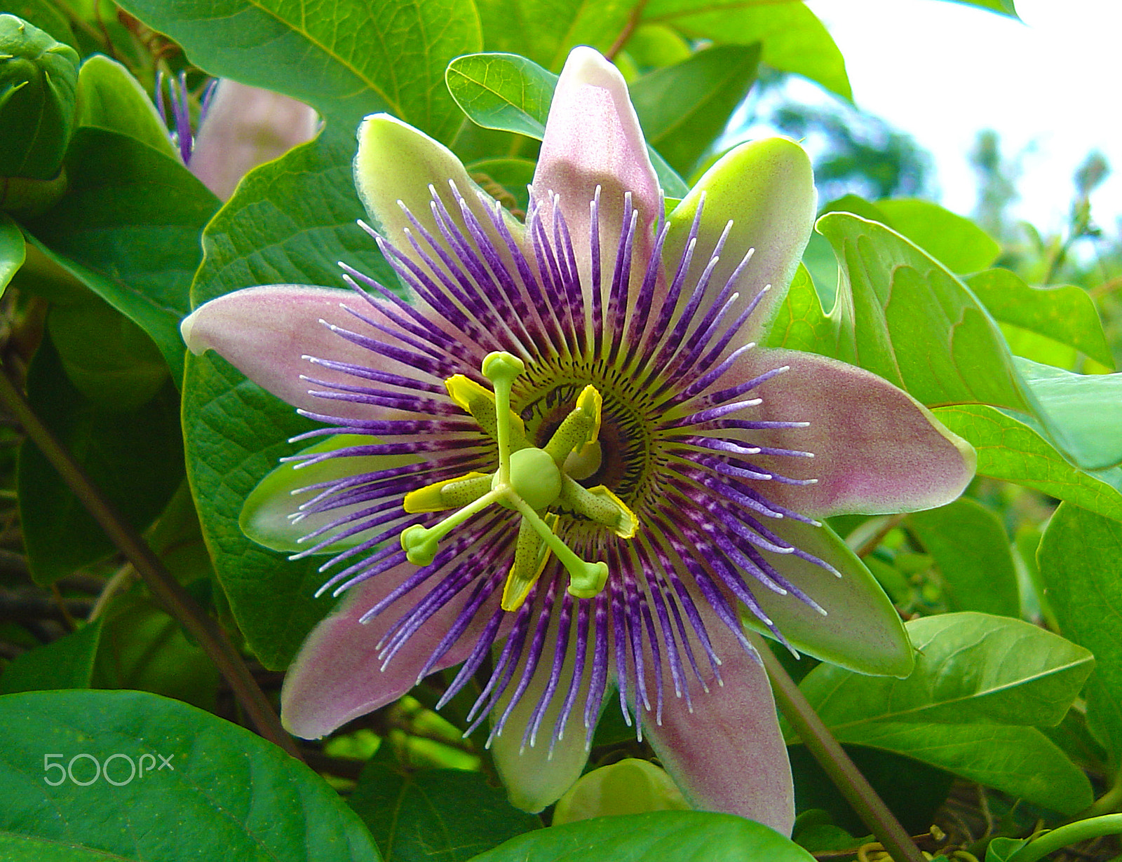 Sony DSC-P92 sample photo. Bermuda passion flower photography