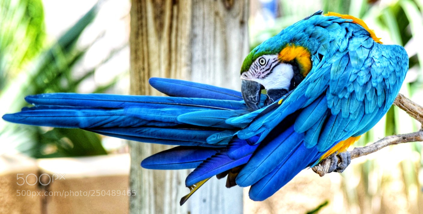 Nikon D3300 sample photo. Blue parrot photography