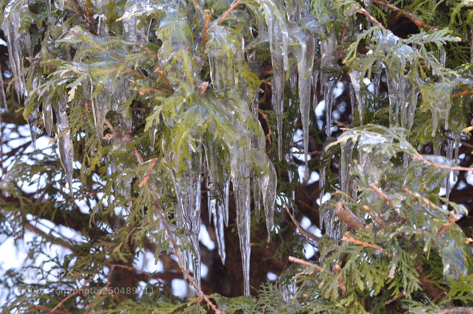 Nikon D5000 sample photo. Ice covered branches photography