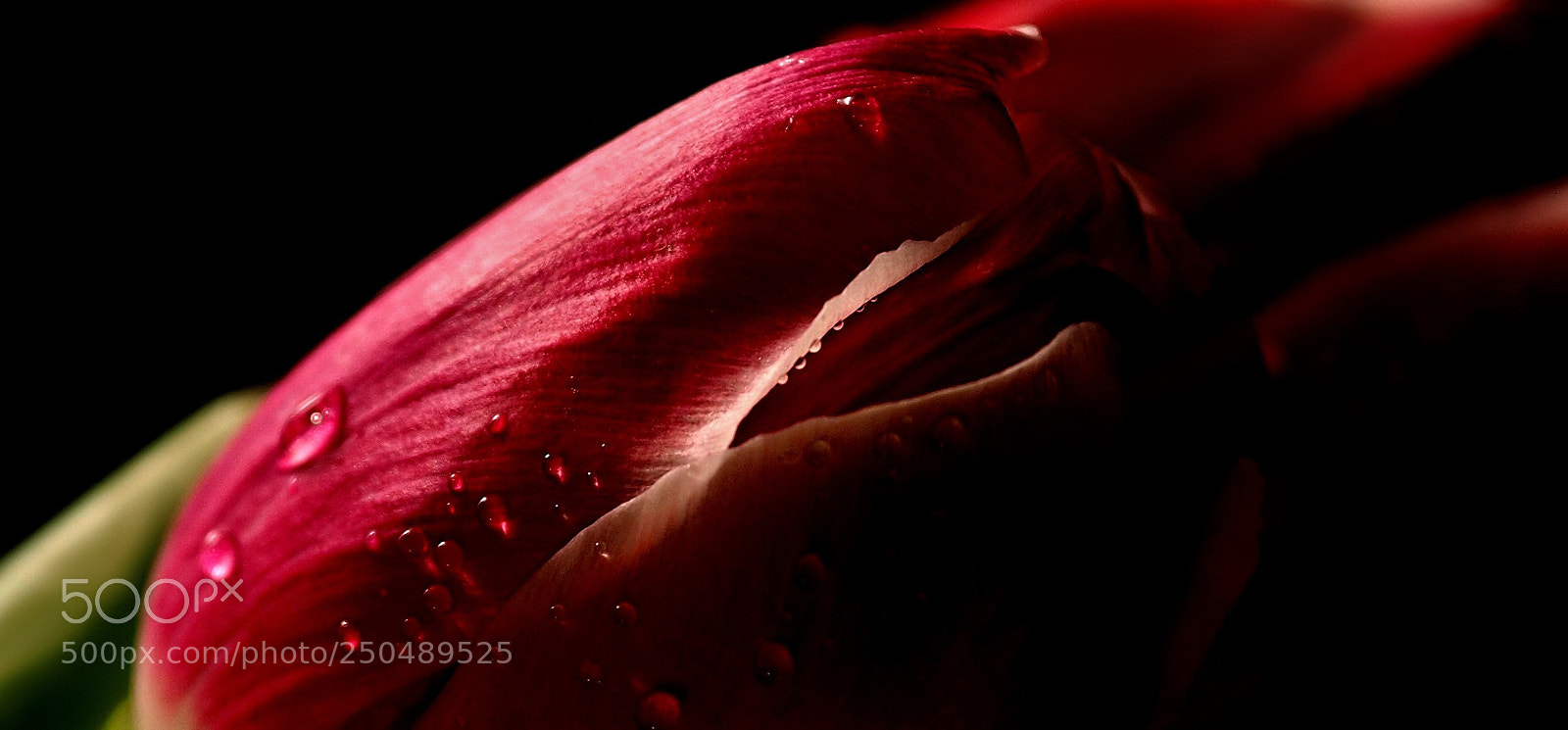 Olympus OM-D E-M10 sample photo. Red tulips on red2 photography