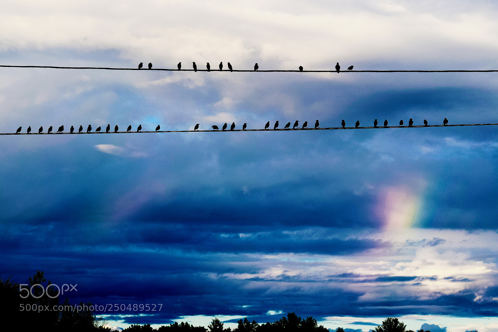 Nikon D3300 sample photo. Birds with short rainbow photography
