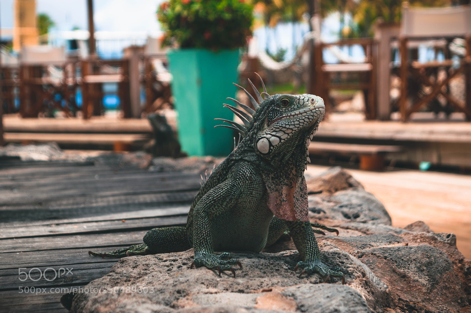 Nikon D5300 sample photo. Iggy photography