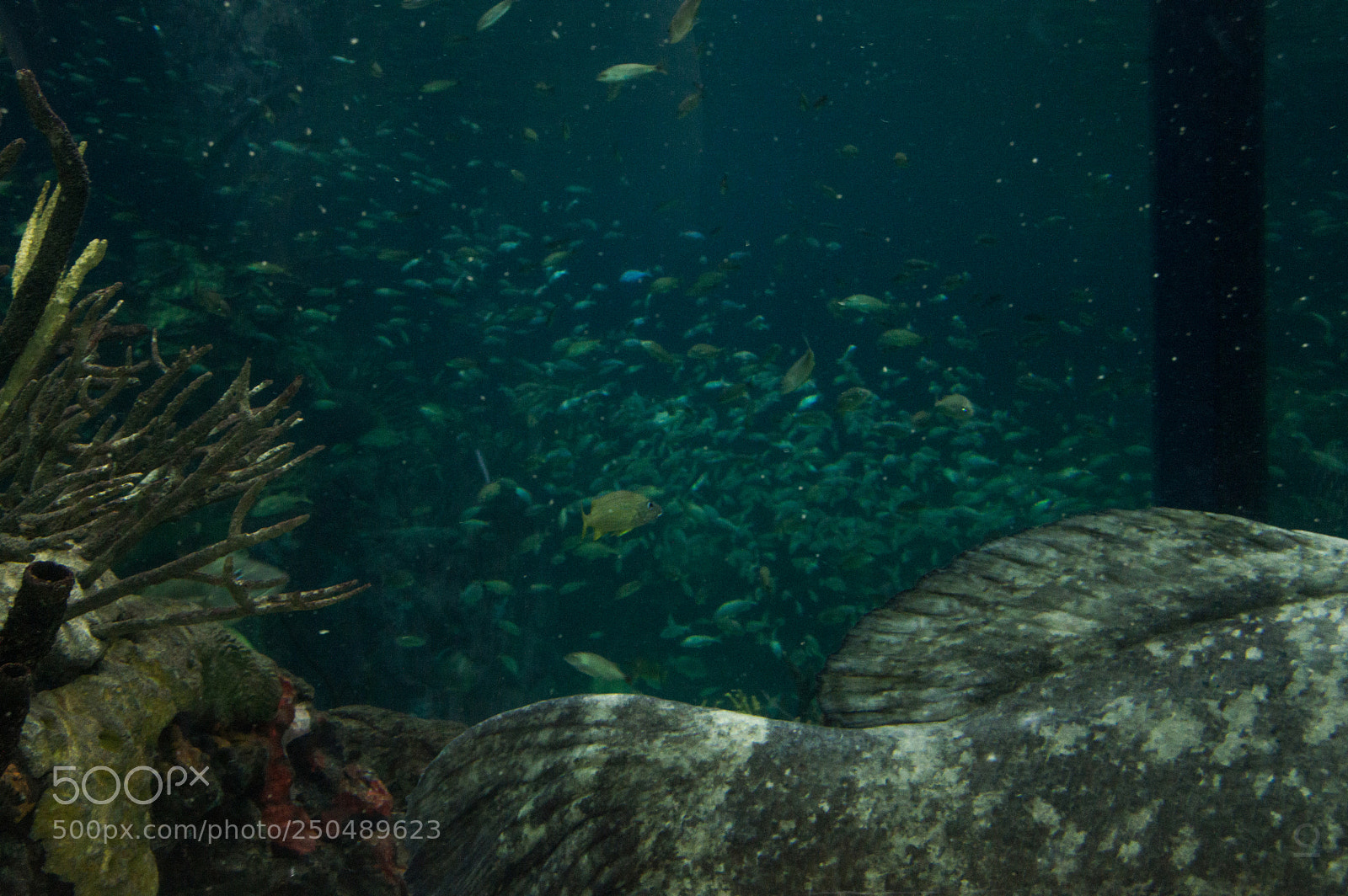 Nikon D3200 sample photo. Sea monsters ii photography