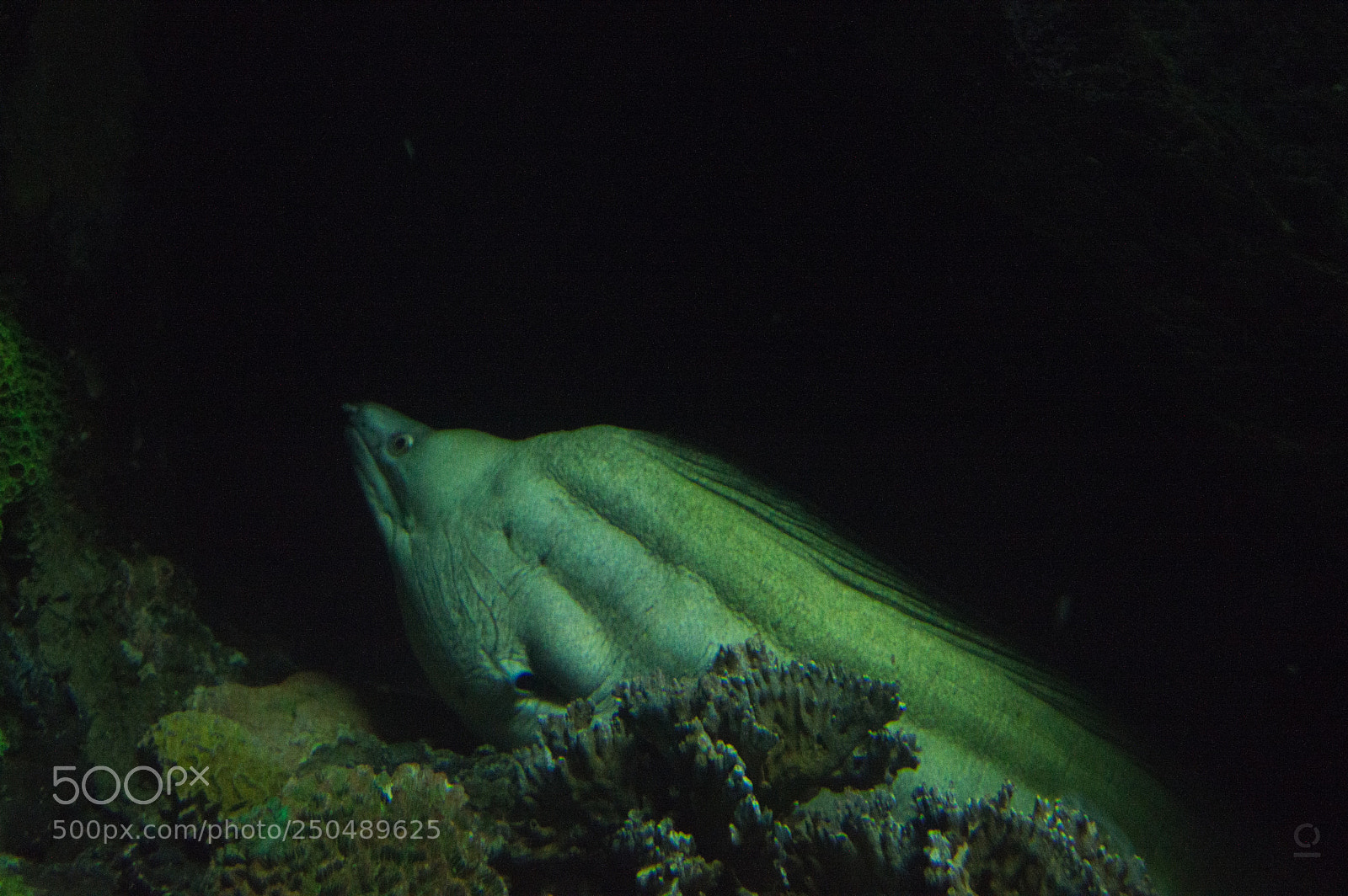 Nikon D3200 sample photo. Sea monsters ii photography