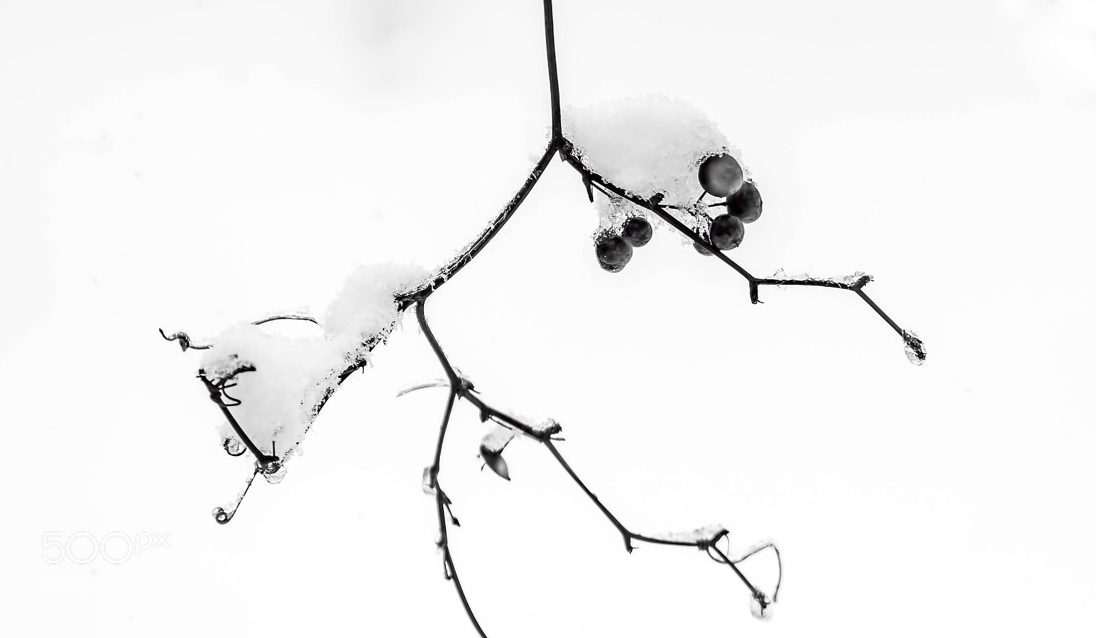Nikon D500 sample photo. Spring snow photography