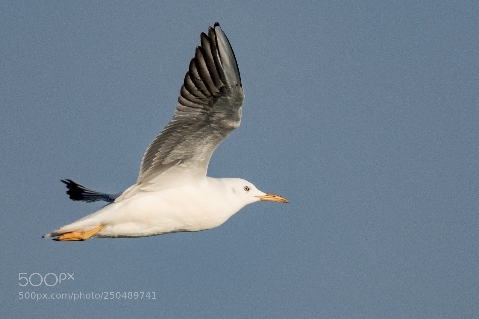 Nikon D500 sample photo. Seagull photography