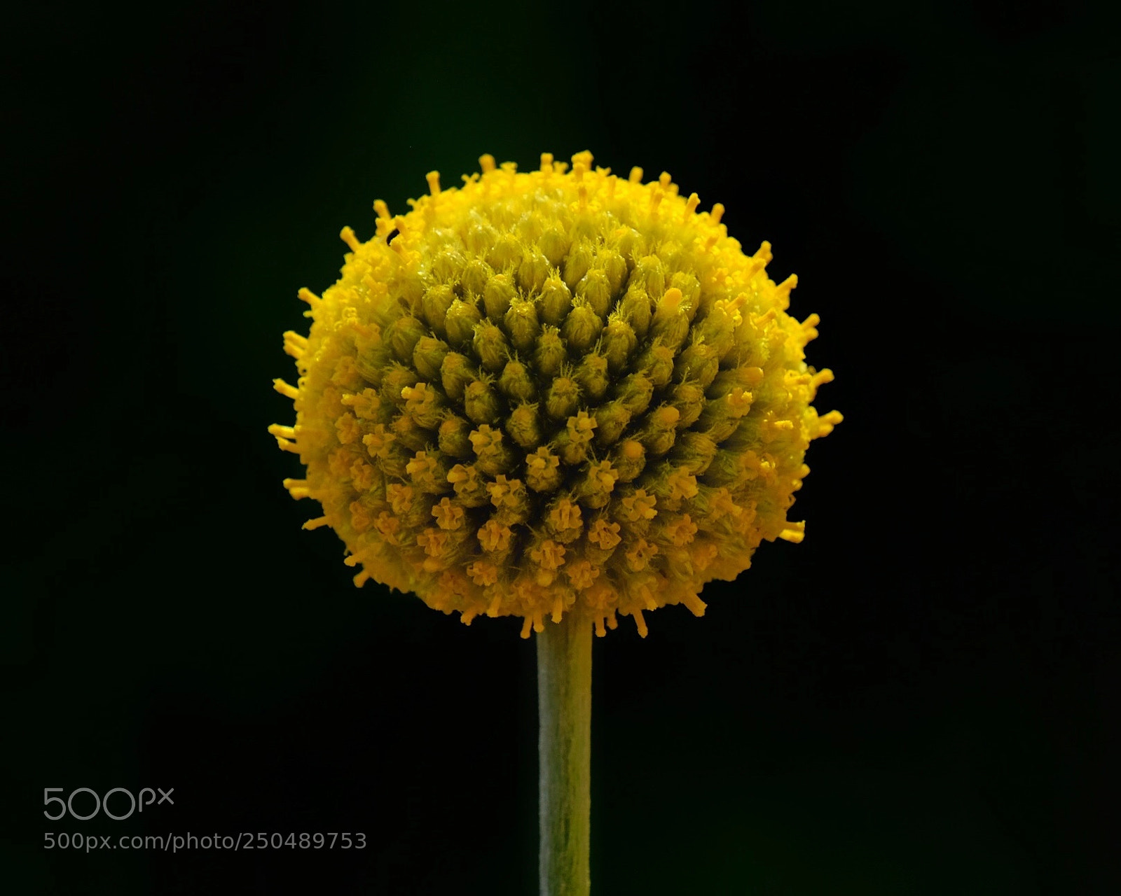 Fujifilm X-T20 sample photo. A tiny solar system photography