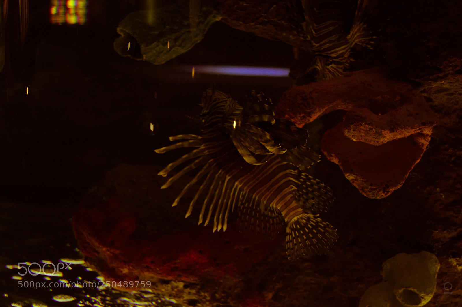 Nikon D3200 sample photo. Sea monsters ii photography