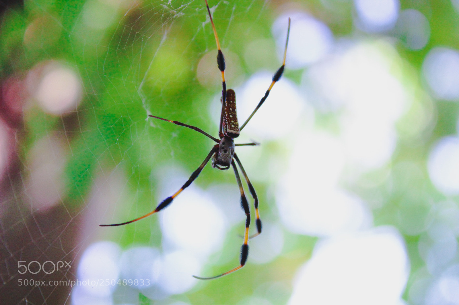 Canon EOS 1300D (EOS Rebel T6 / EOS Kiss X80) sample photo. Spider in a web photography