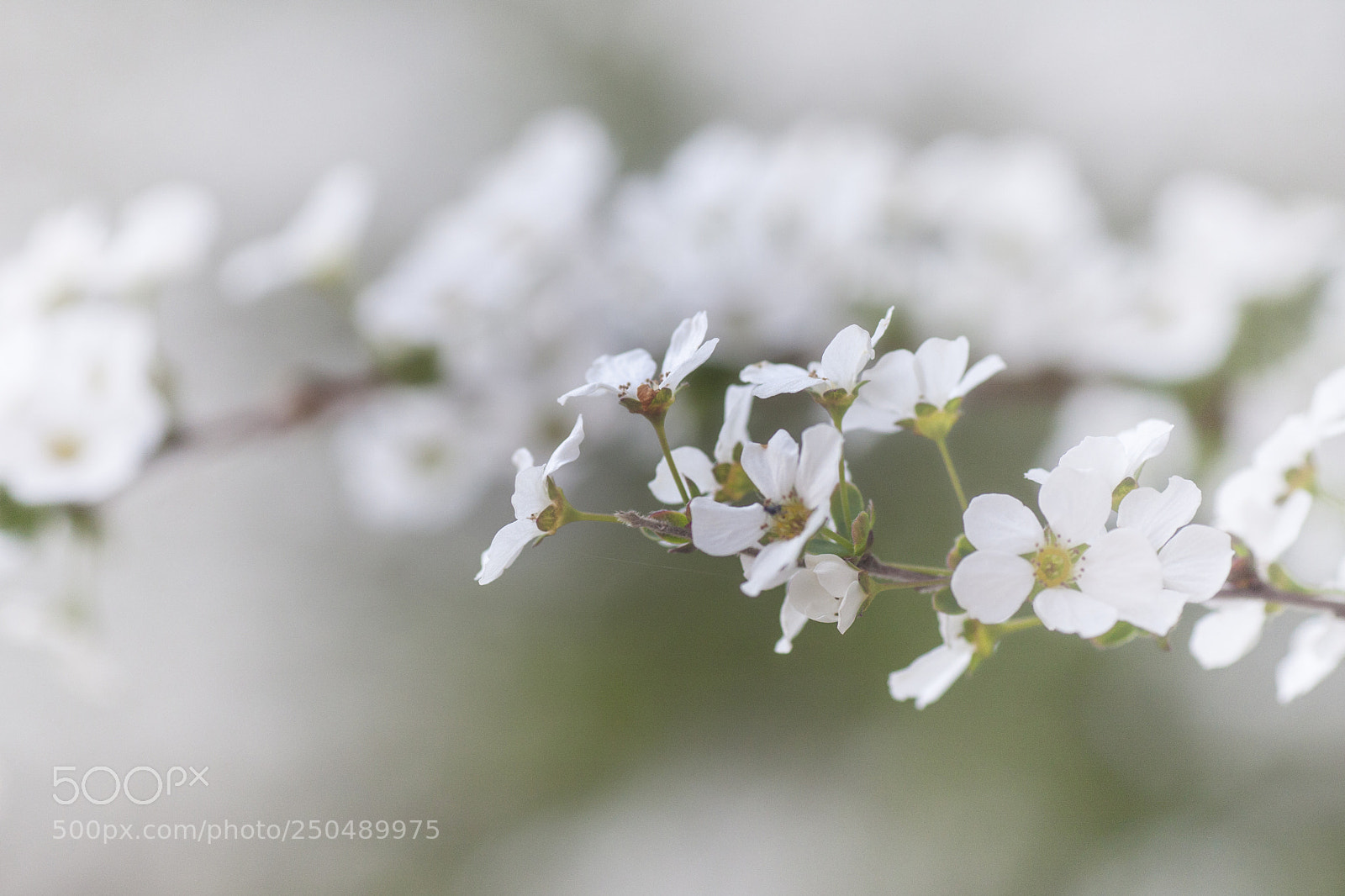 Canon EOS 40D sample photo. Thunberg's meadowsweet #3 photography