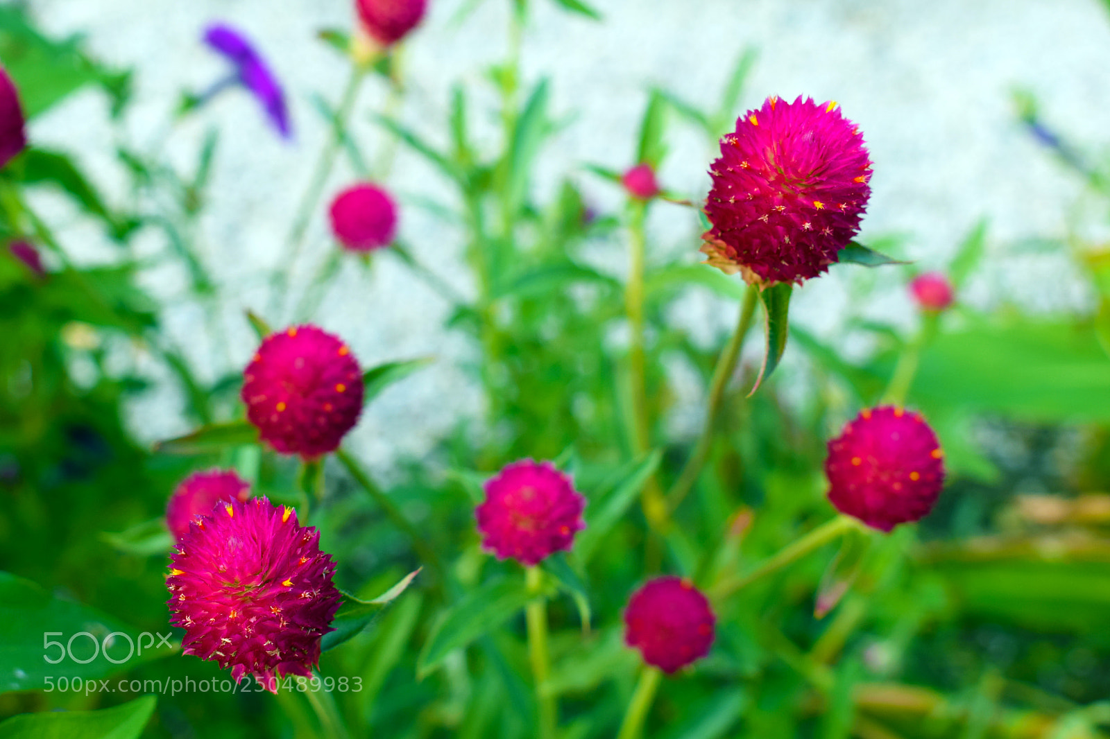 Nikon D3300 sample photo. Portsmouth flowers photography