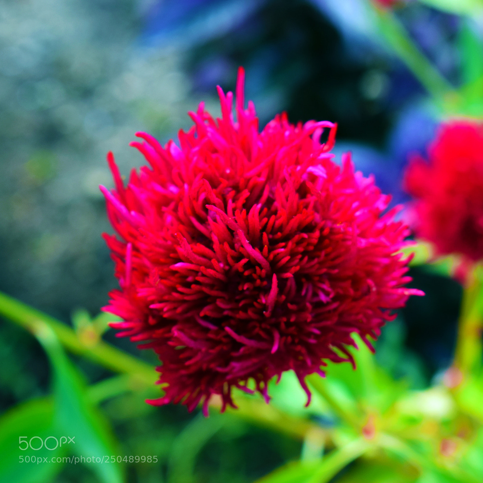 Nikon D3300 sample photo. Portsmouth flowers photography