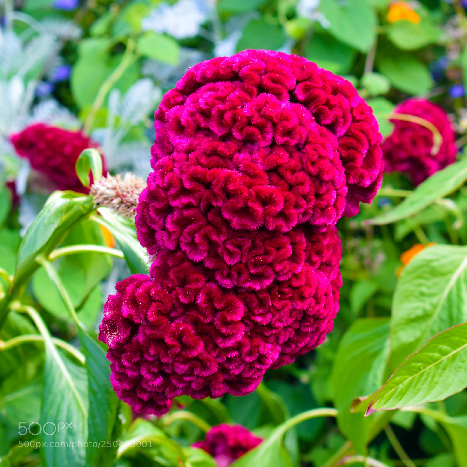 Nikon D3300 sample photo. Portsmouth flowers photography