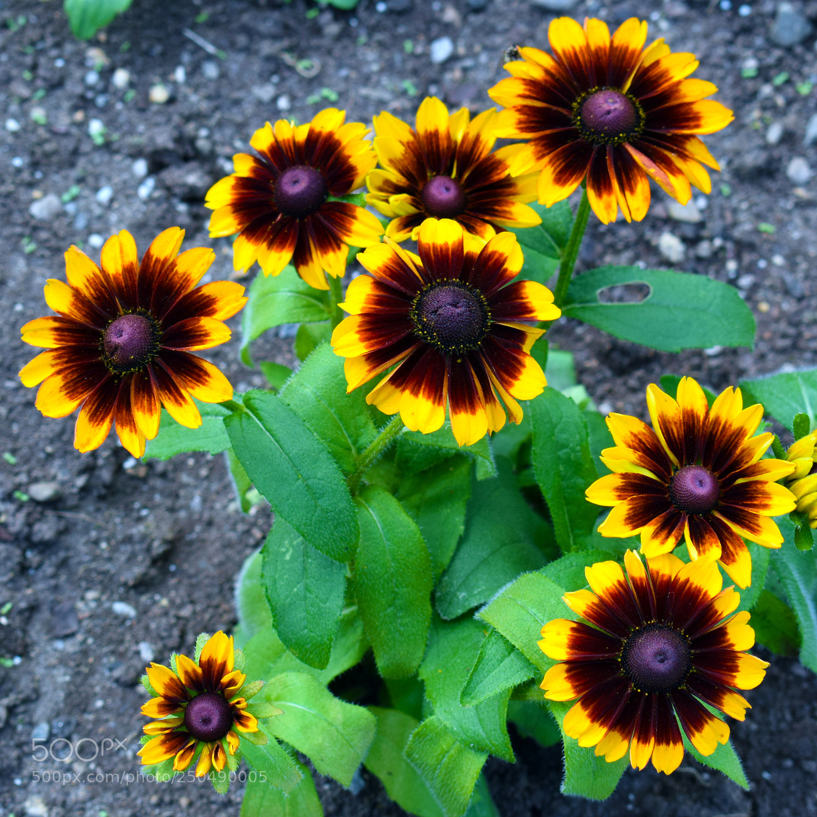 Nikon D3300 sample photo. Portsmouth flowers photography