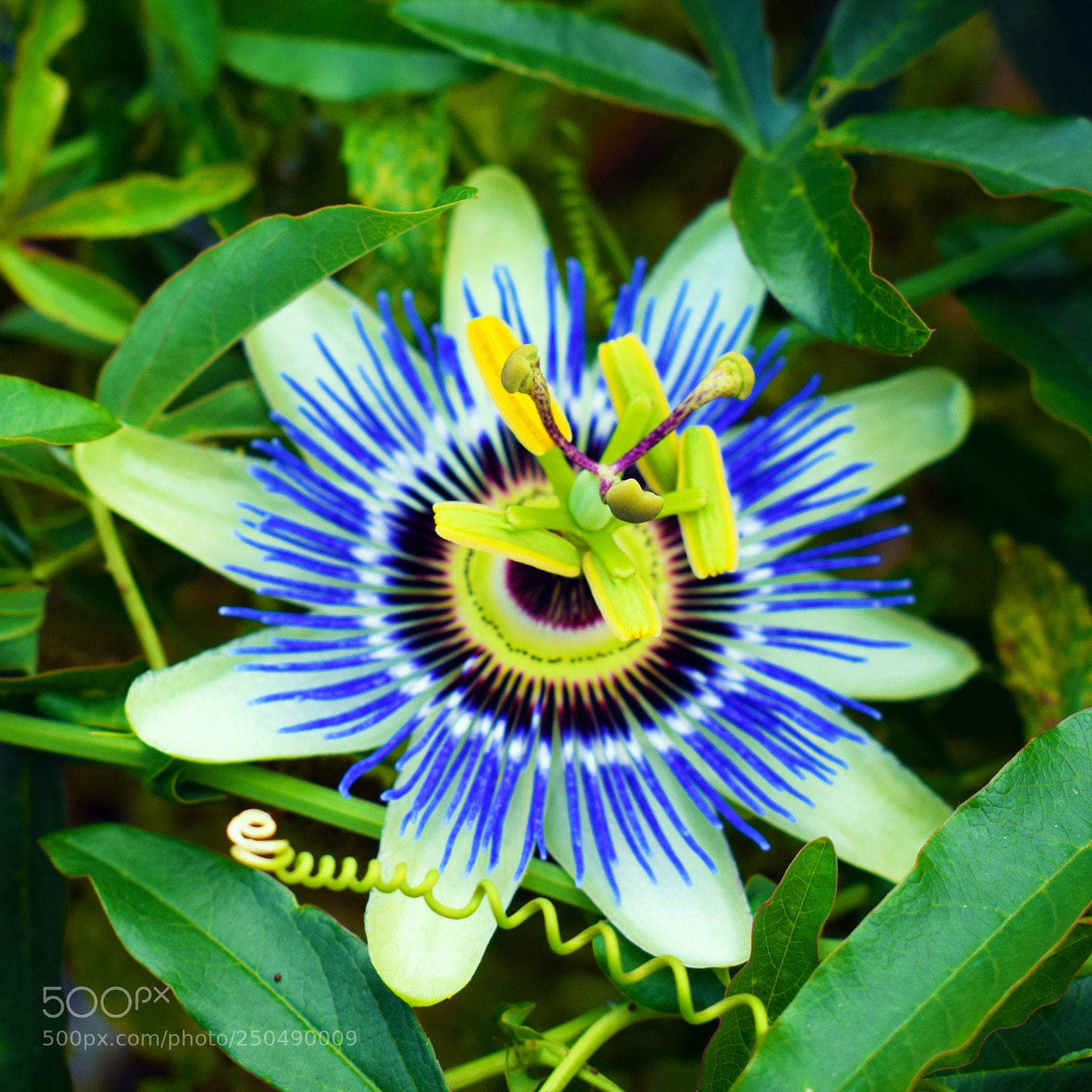 Nikon D3300 sample photo. Portsmouth flowers photography