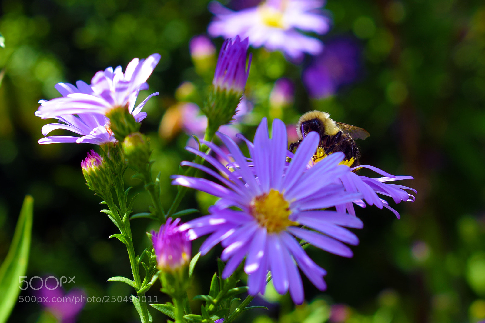 Nikon D3300 sample photo. Portsmouth flowers photography