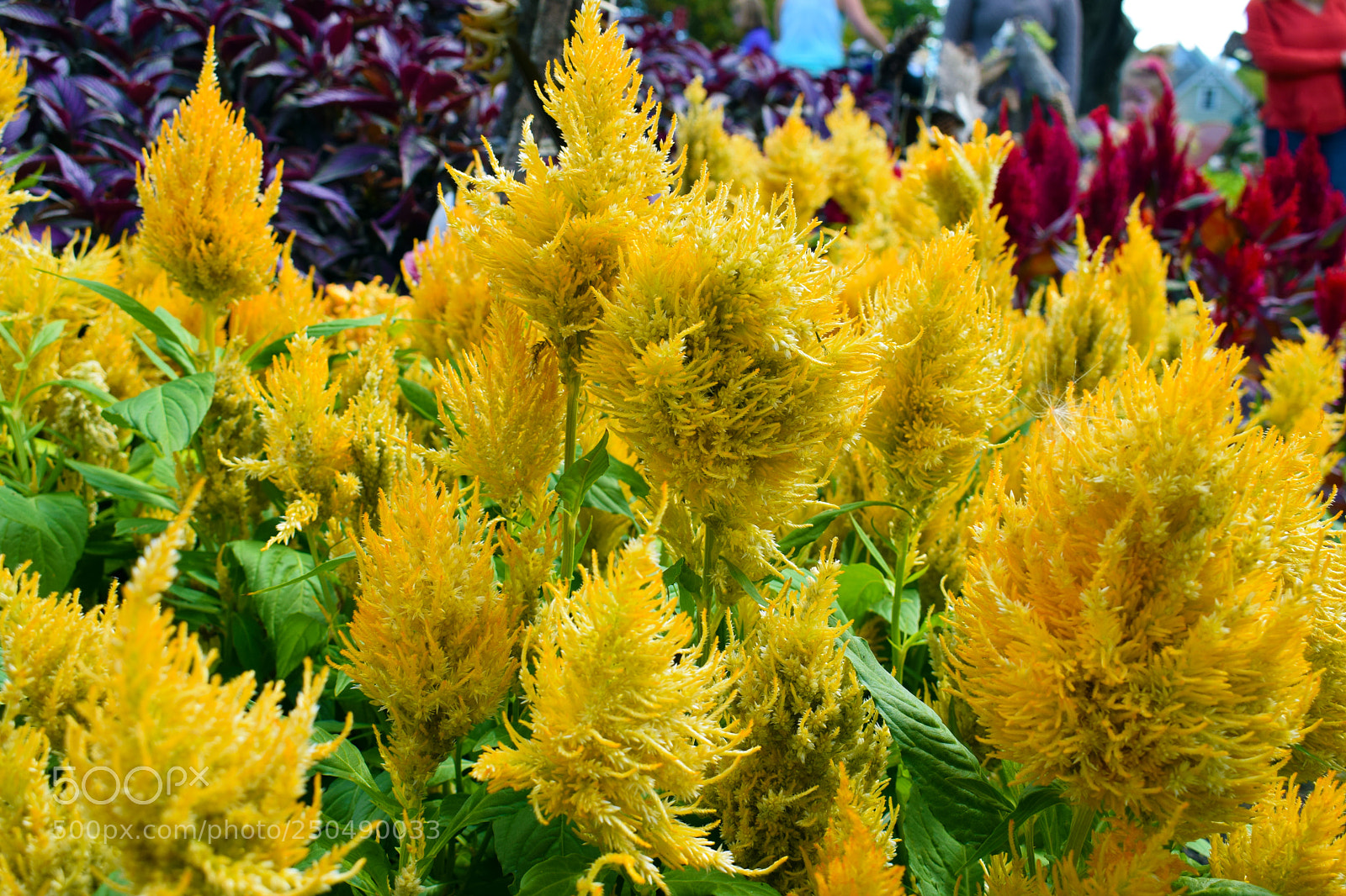 Nikon D3300 sample photo. Portsmouth flowers photography