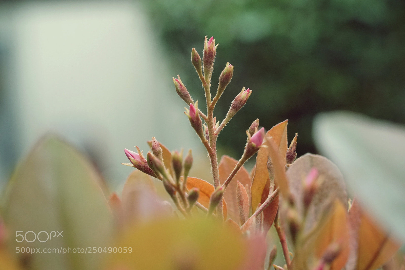 Sony a6500 sample photo. An image of beautiful photography