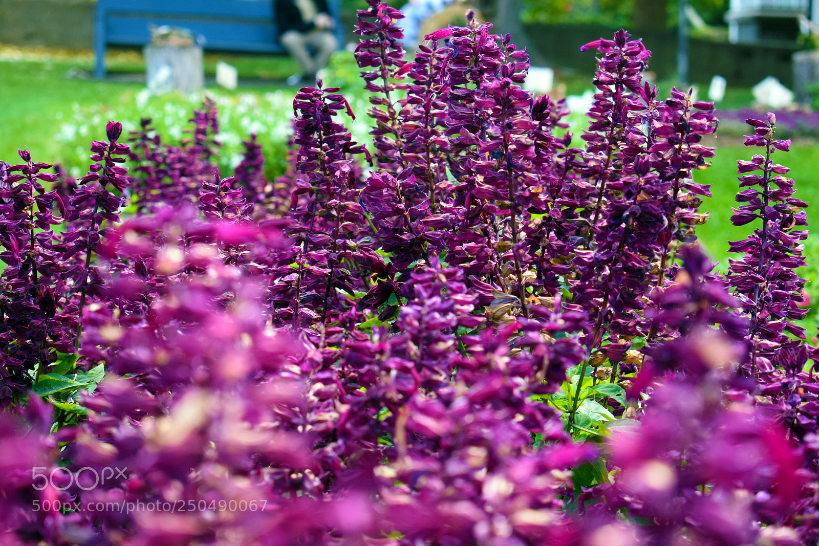Nikon D3300 sample photo. Portsmouth flowers photography