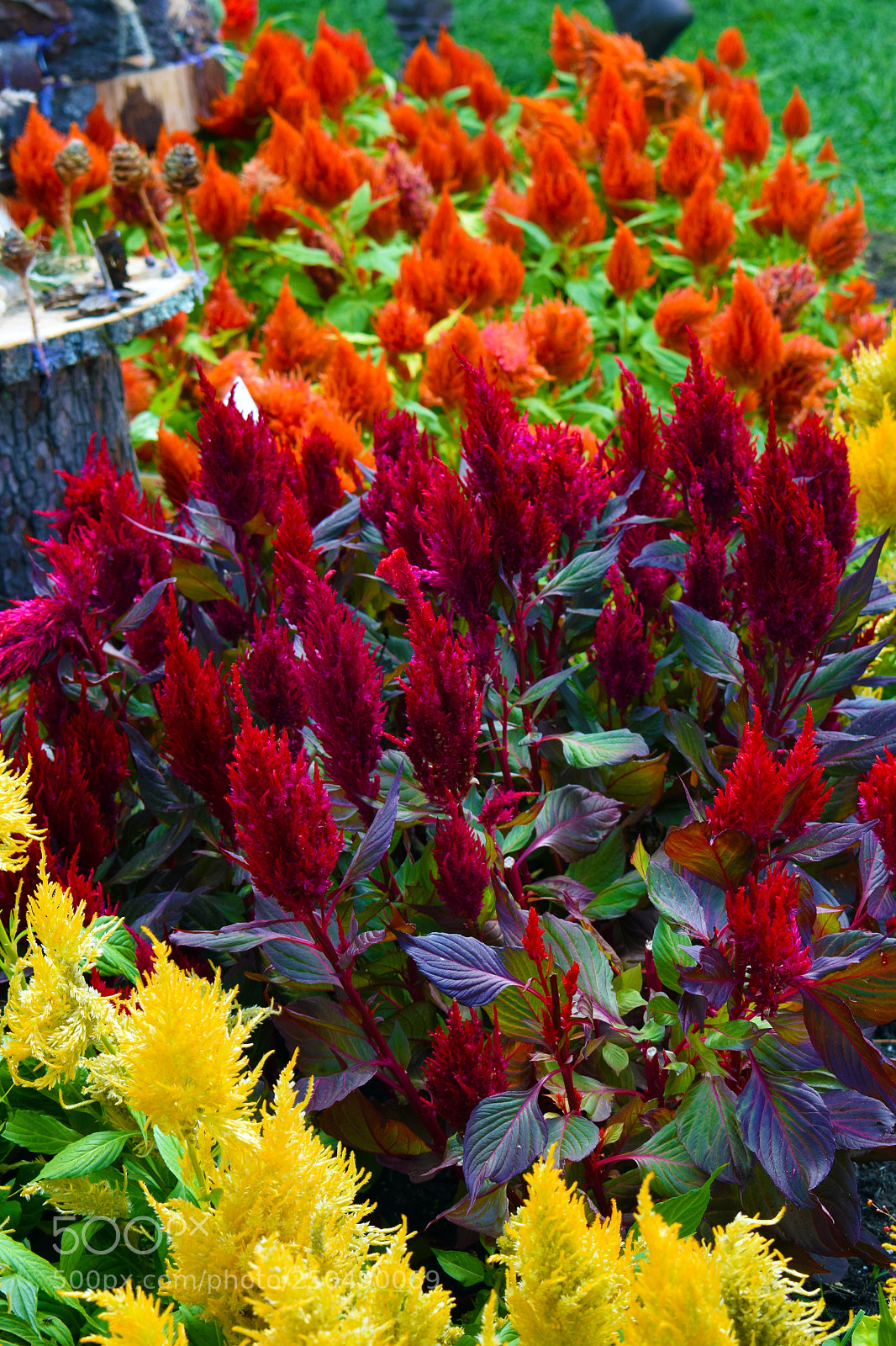Nikon D3300 sample photo. Portsmouth flowers photography