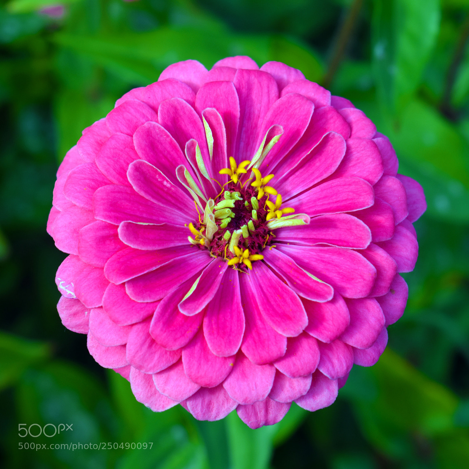Nikon D3300 sample photo. Portsmouth flowers photography