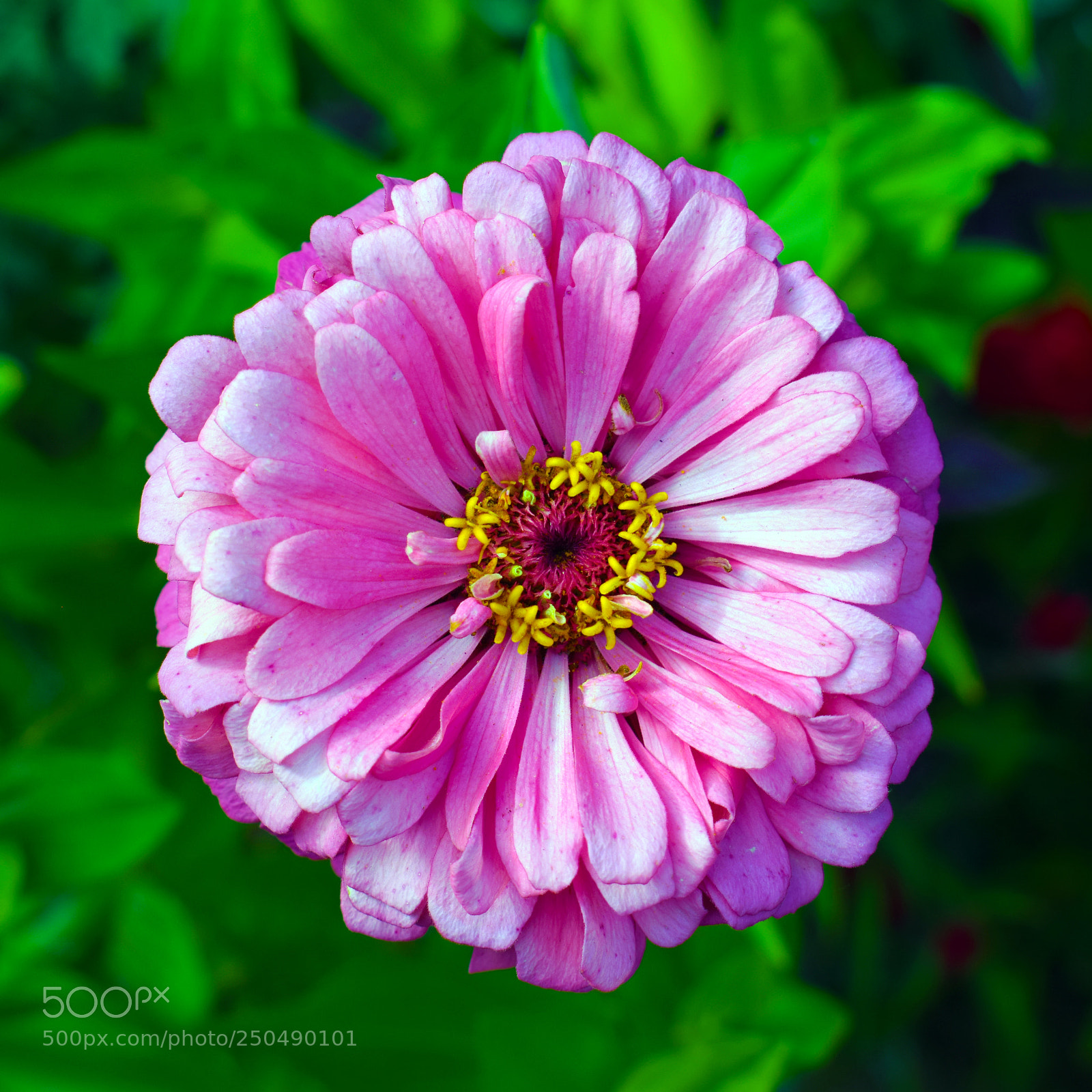 Nikon D3300 sample photo. Portsmouth flowers photography