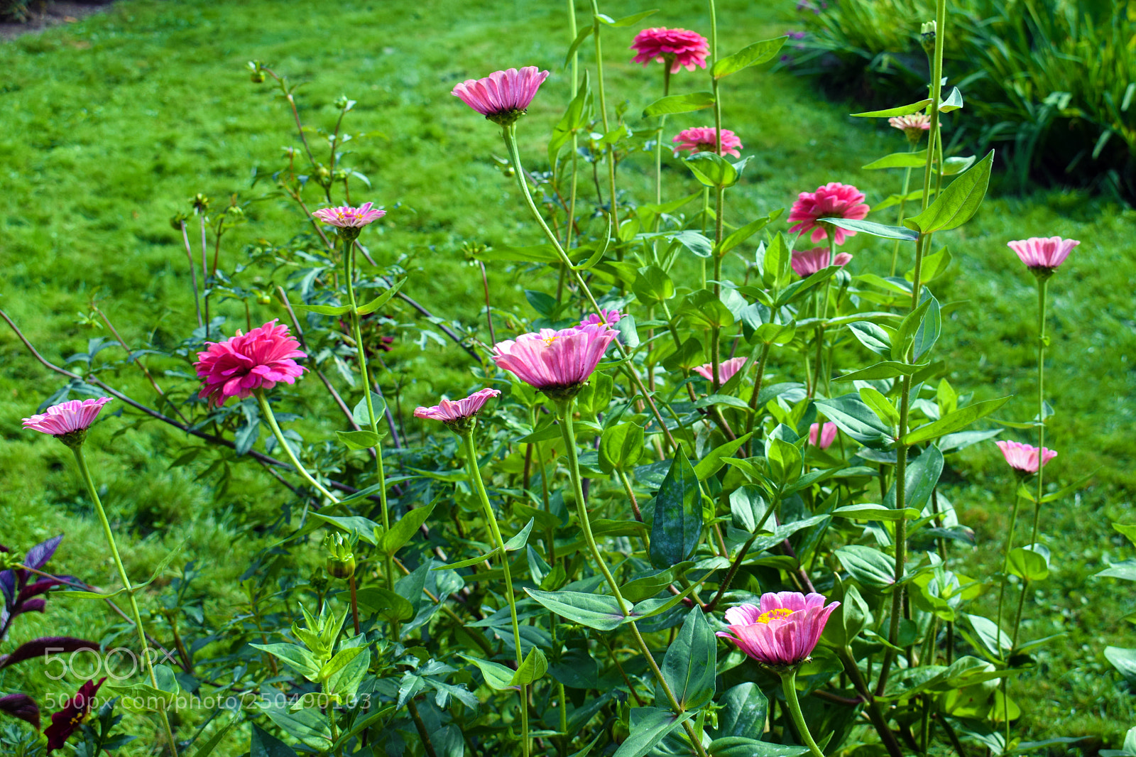 Nikon D3300 sample photo. Portsmouth flowers photography