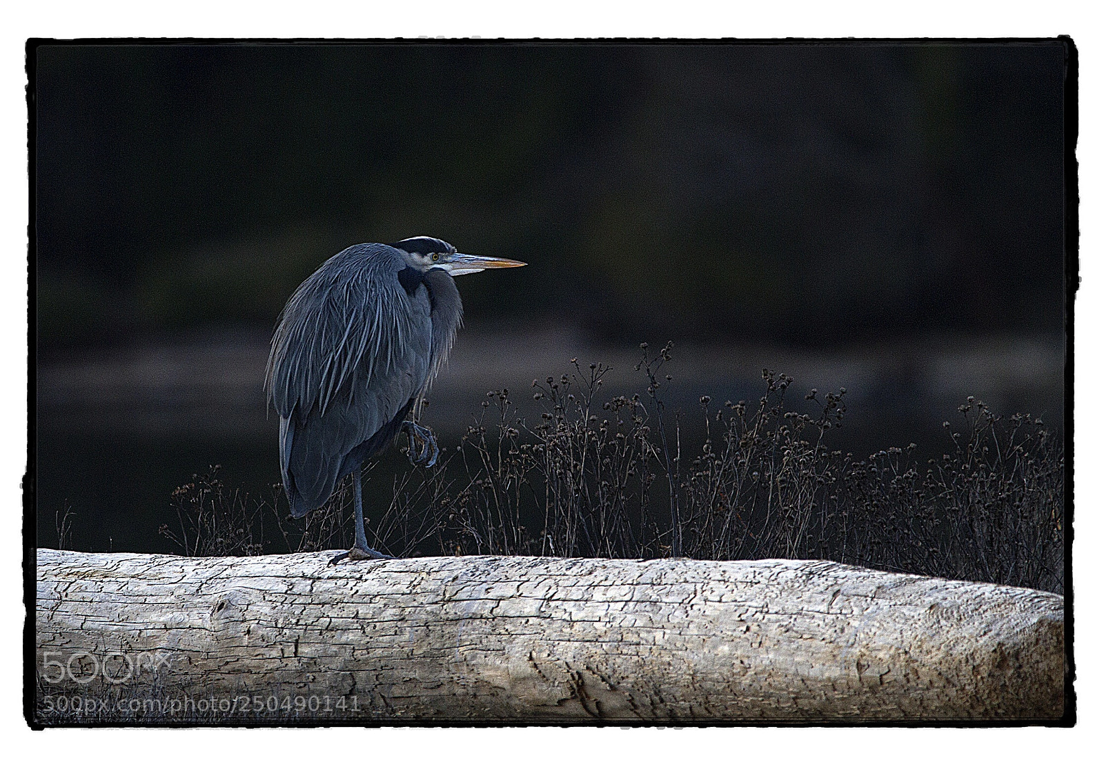 Canon EOS 7D sample photo. Gray heron standing on photography