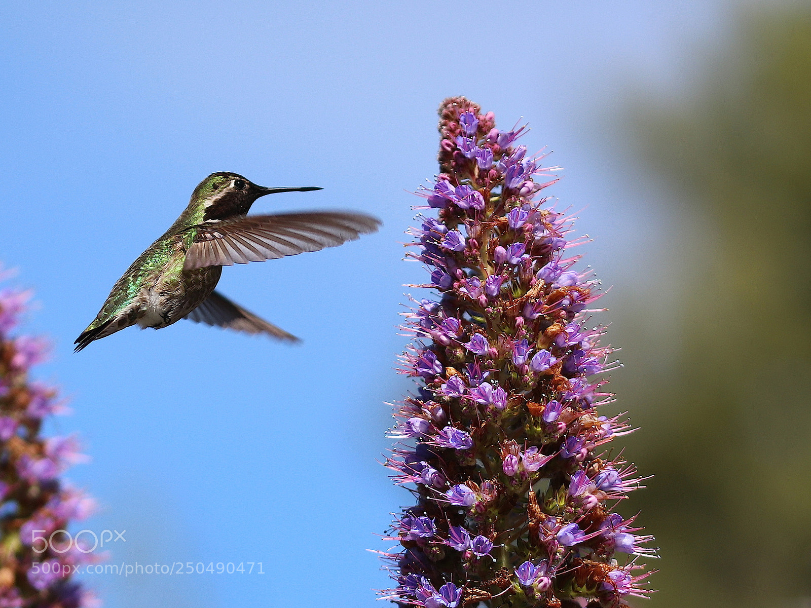 Canon EOS 80D sample photo. Hummingbird in flight photography