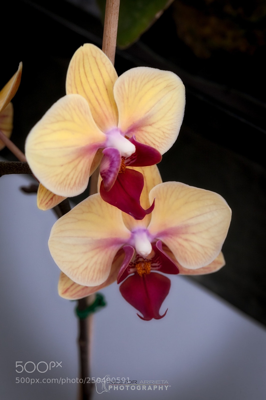 Canon EOS 5D Mark II sample photo. Orchids photography