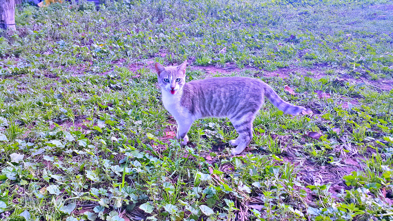 Samsung Galaxy Note4 sample photo. A young rural cat photography