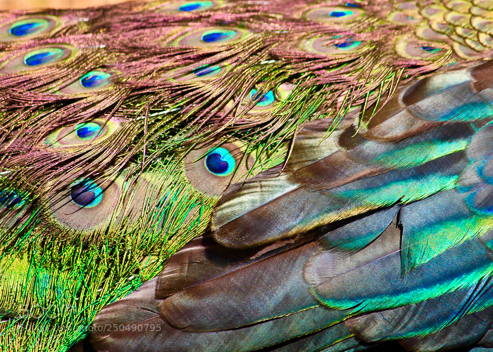 Canon EOS 60D sample photo. Peacock photography