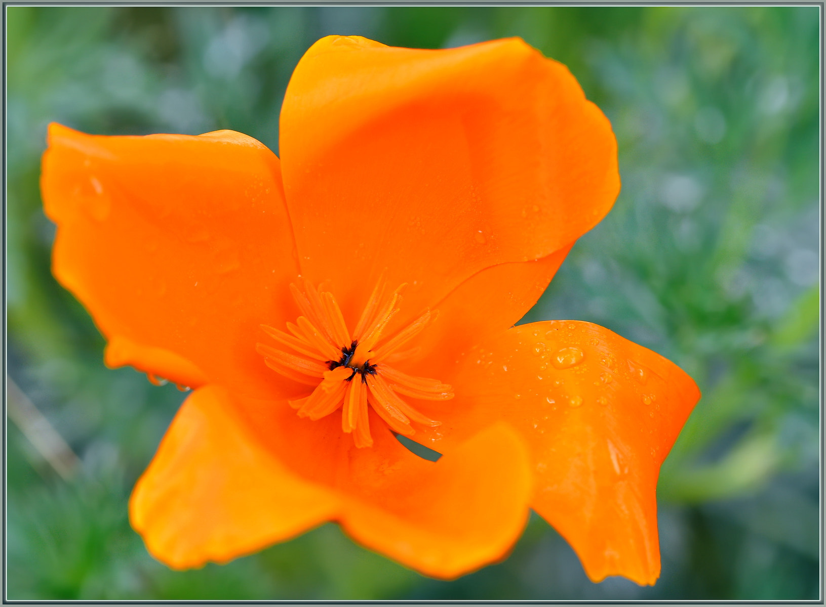 Sigma 105mm F2.8 EX DG OS HSM sample photo. First spring poppy photography