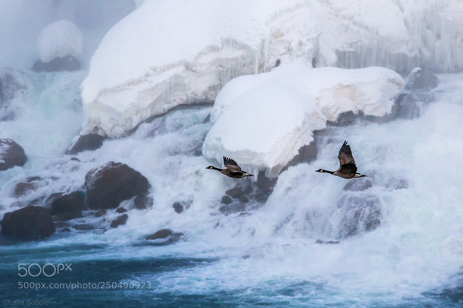 Canon EOS-1D X sample photo. Ice and geese photography