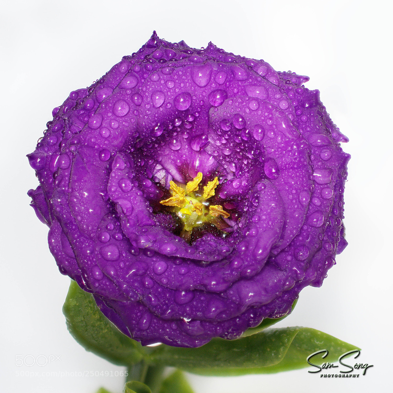 Olympus OM-D E-M10 III sample photo. Purple stoma photography