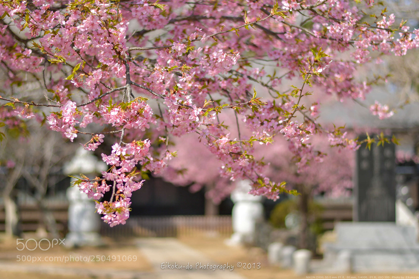 Nikon D500 sample photo. Kawazu cherry tree photography