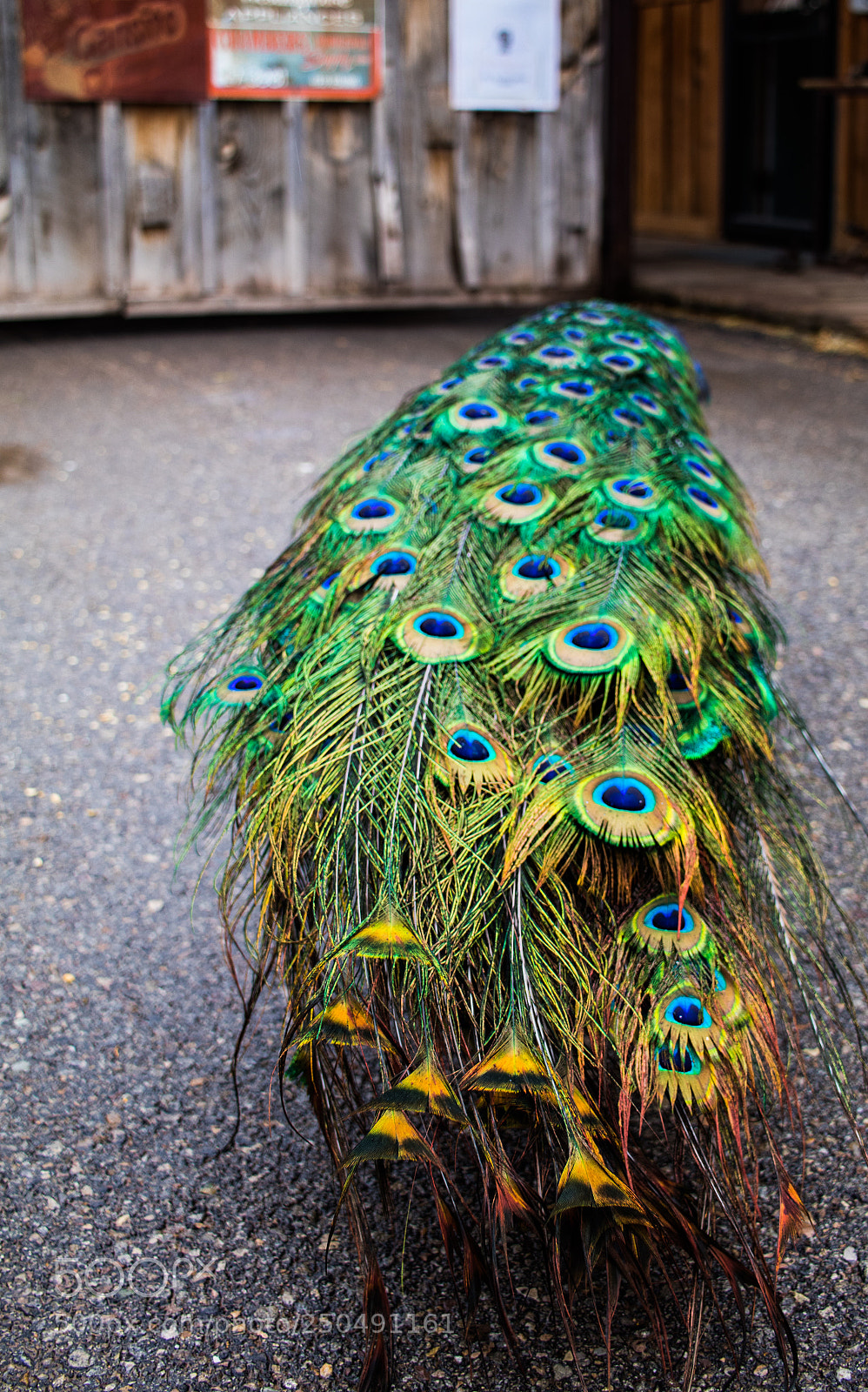Canon EOS 80D sample photo. Mr peacock photography