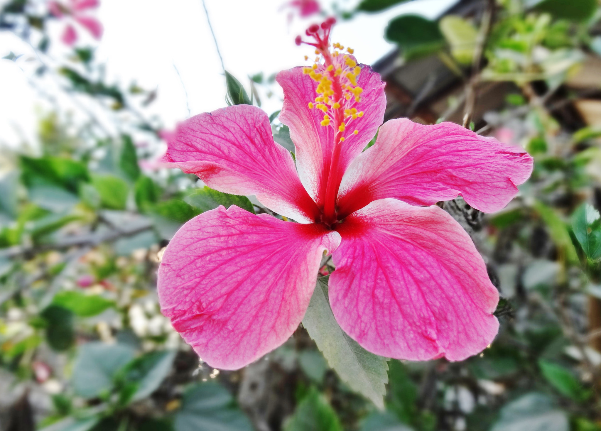 Sony Cyber-shot DSC-HX30V sample photo. Hibiscus photography