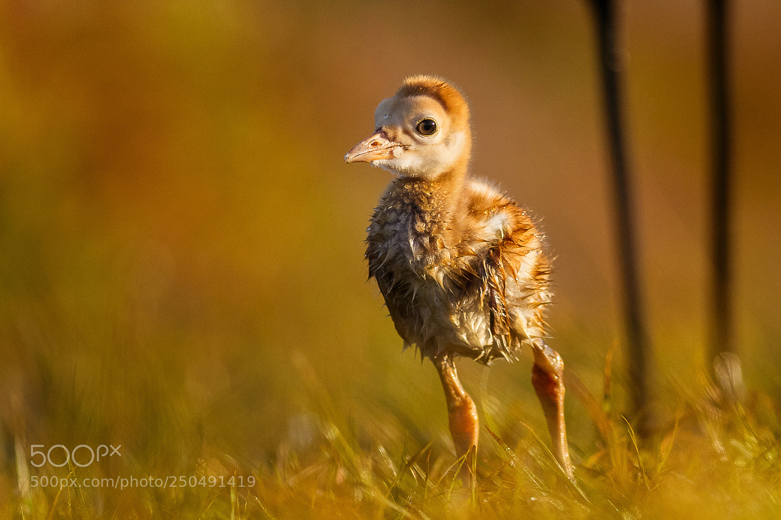 Canon EOS 5D Mark IV sample photo. Sandhill colt photography