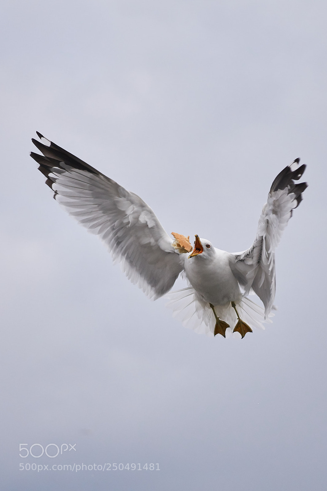 Sony a6000 sample photo. Seagull in flight photography