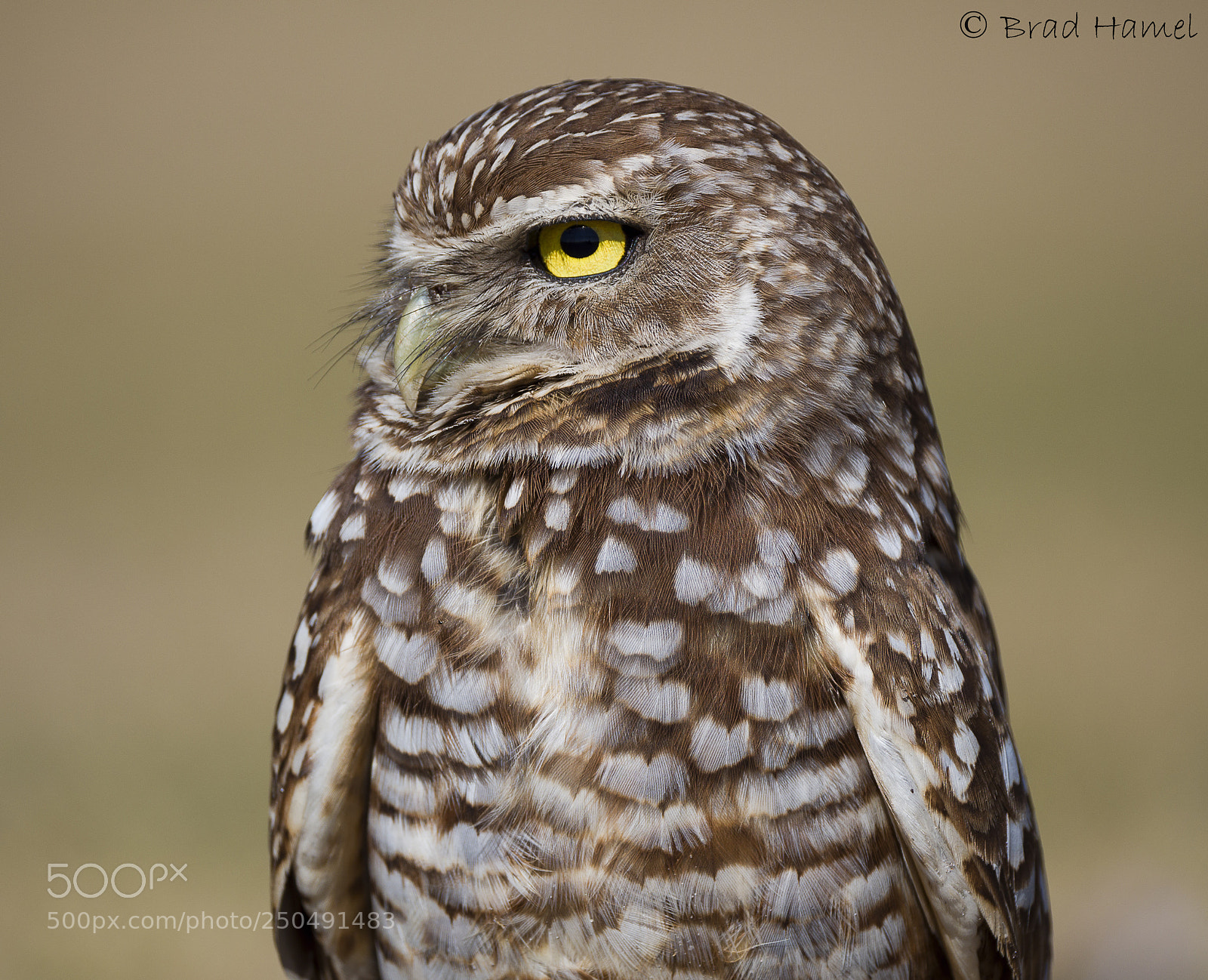Olympus OM-D E-M10 II sample photo. Burrowing owl photography